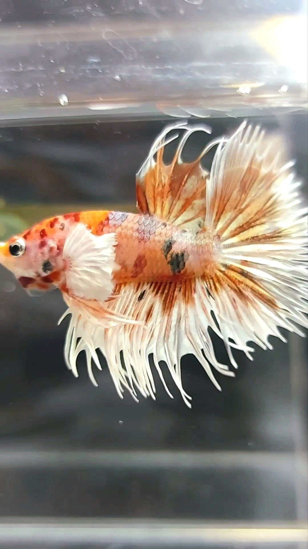 CROWNTAIL DUMBO EAR ORANGE TIGER COPPER MULTICOLOR BETTA FISH