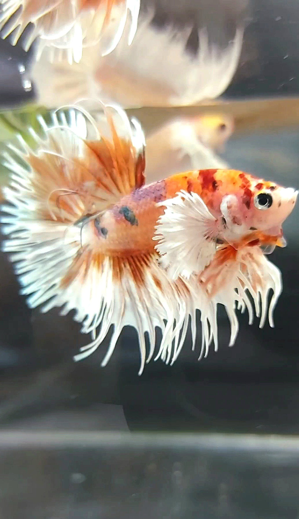 CROWNTAIL DUMBO EAR ORANGE TIGER COPPER MULTICOLOR BETTA FISH