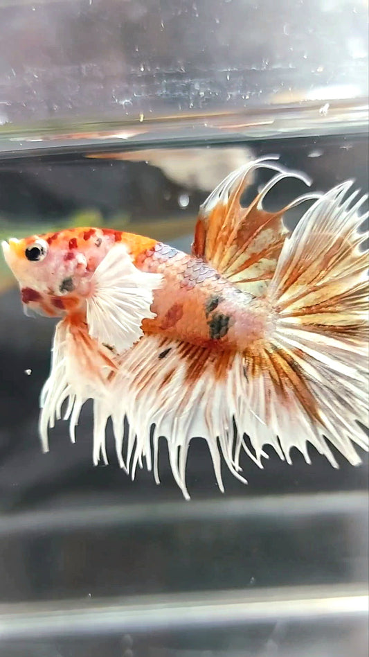 CROWNTAIL DUMBO EAR ORANGE TIGER COPPER MULTICOLOR BETTA FISH