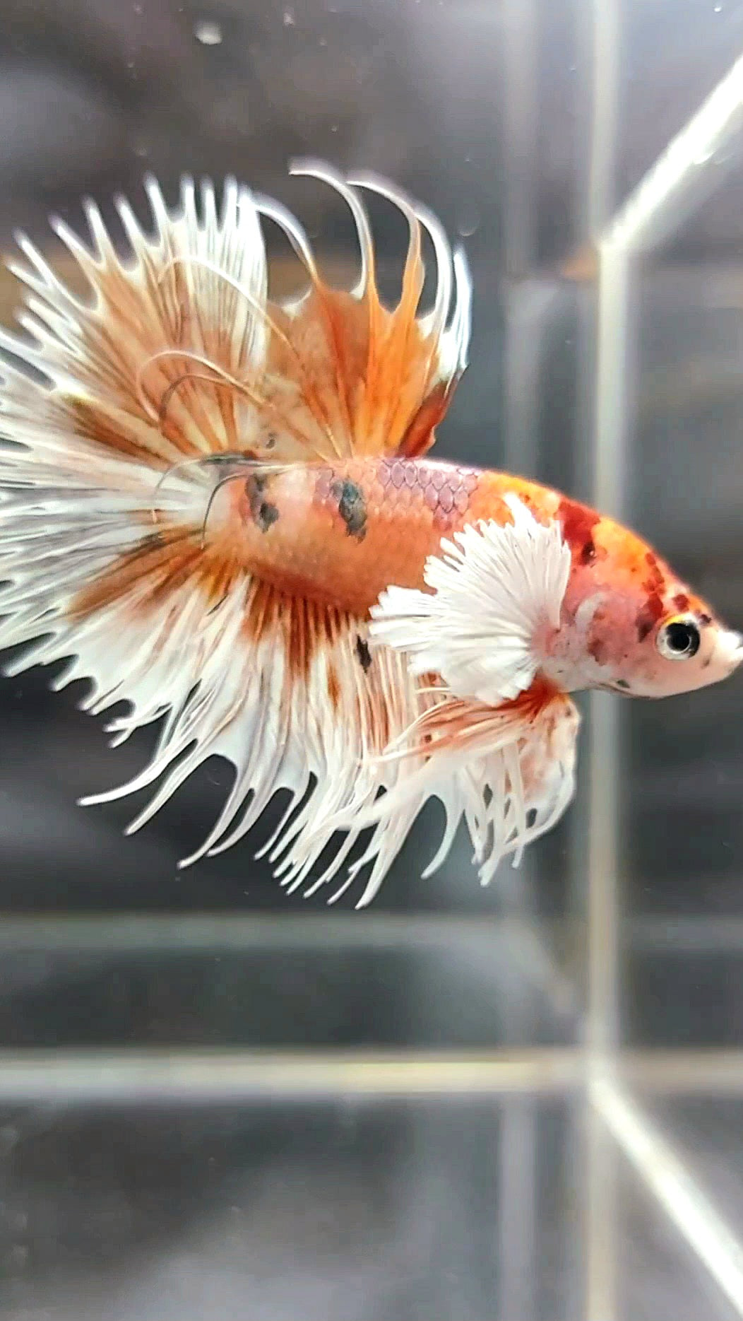 CROWNTAIL DUMBO EAR ORANGE TIGER COPPER MULTICOLOR BETTA FISH