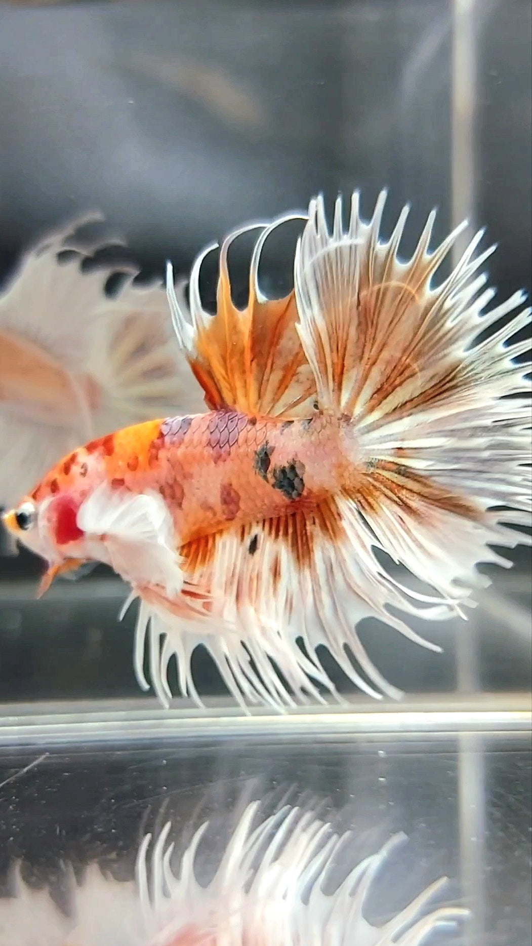 CROWNTAIL DUMBO EAR ORANGE TIGER COPPER MULTICOLOR BETTA FISH