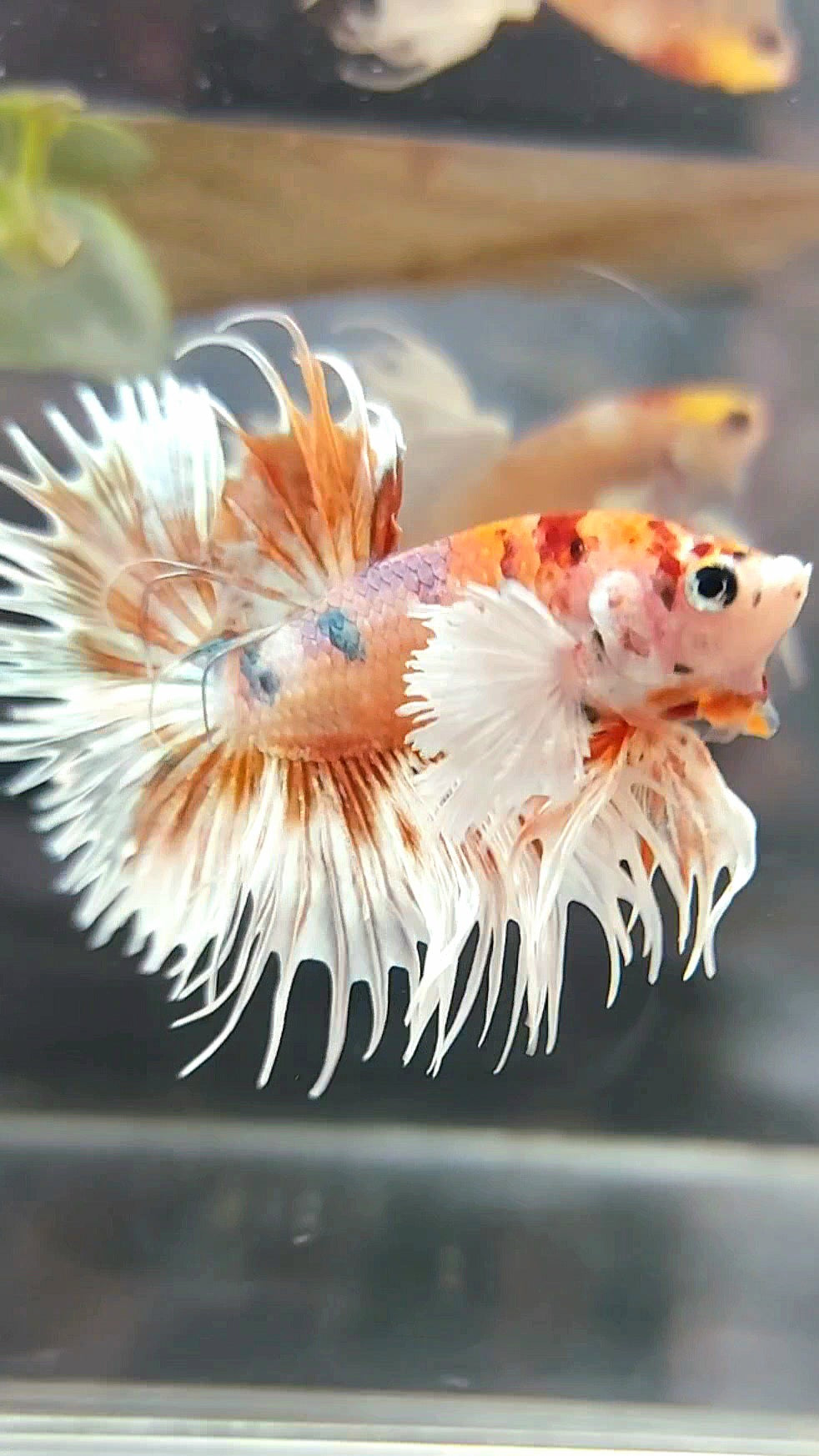 CROWNTAIL DUMBO EAR ORANGE TIGER COPPER MULTICOLOR BETTA FISH