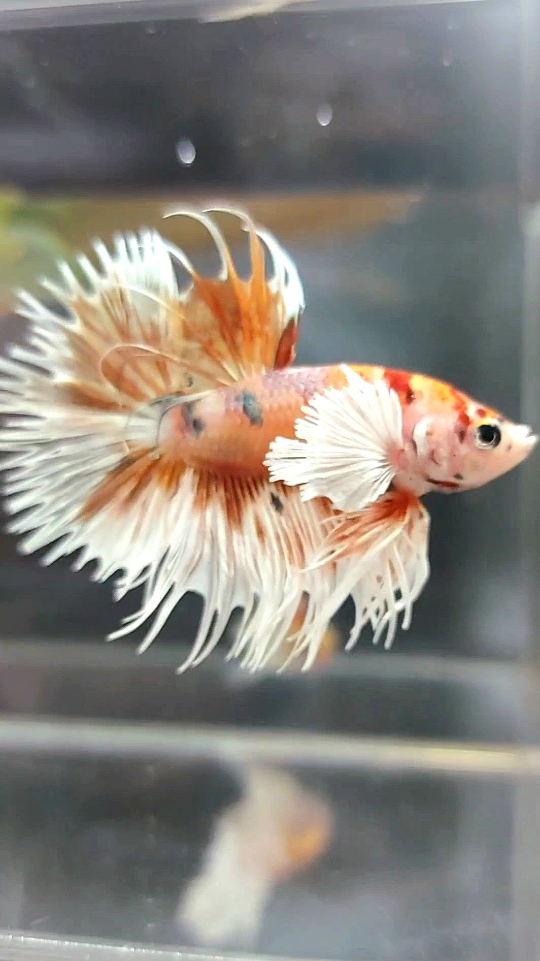 CROWNTAIL DUMBO EAR ORANGE TIGER COPPER MULTICOLOR BETTA FISH