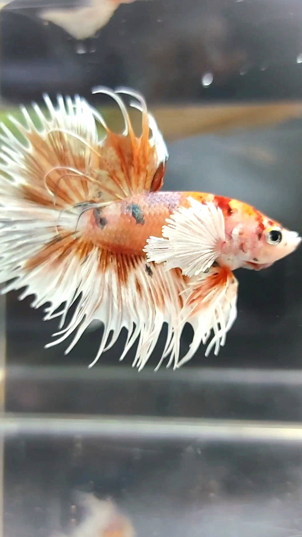 CROWNTAIL DUMBO EAR ORANGE TIGER COPPER MULTICOLOR BETTA FISH