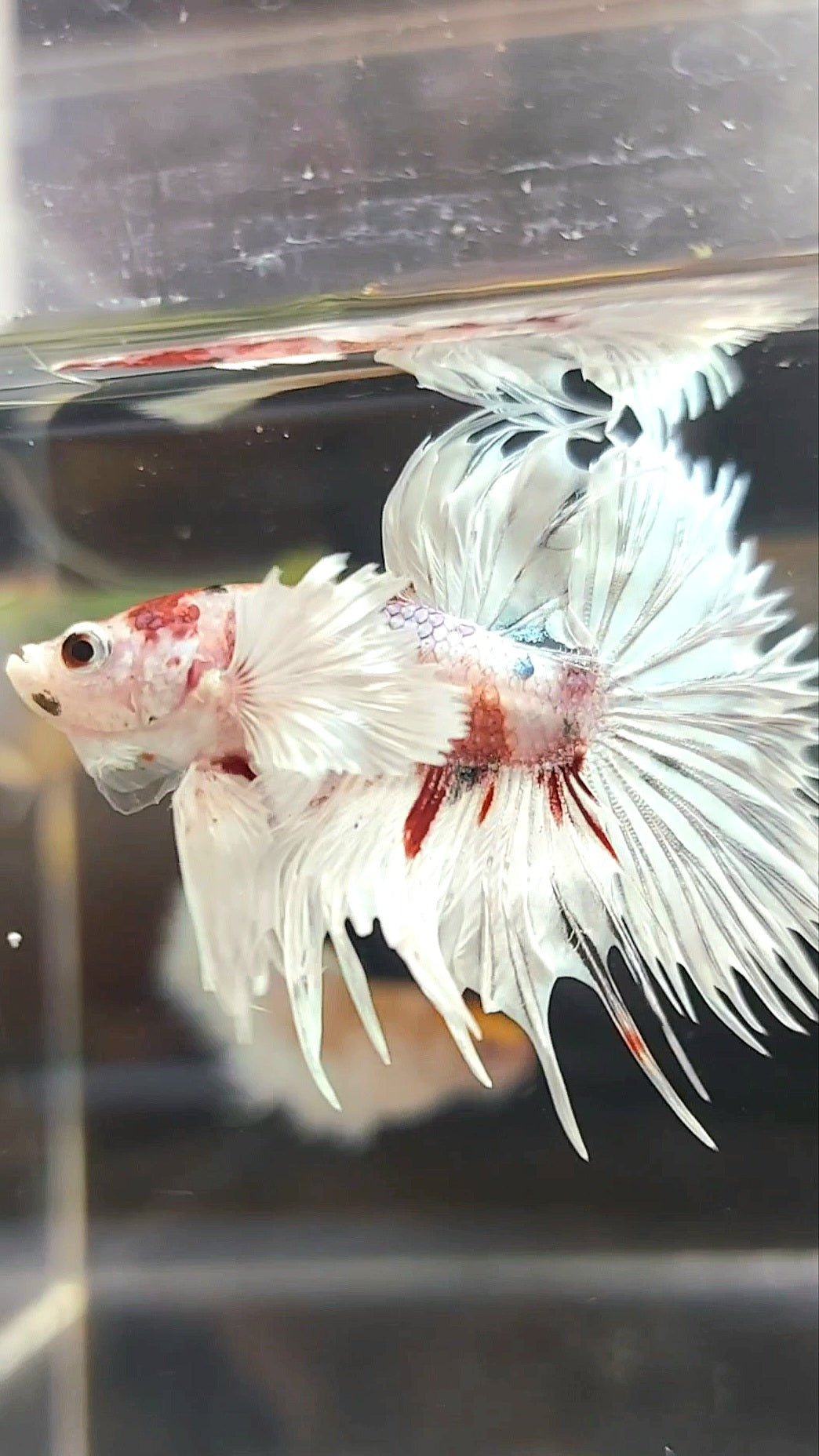 CROWNTAIL SUPER DUMBO EAR WHITE RED COPPER MULTICOLOR BETTA FISH