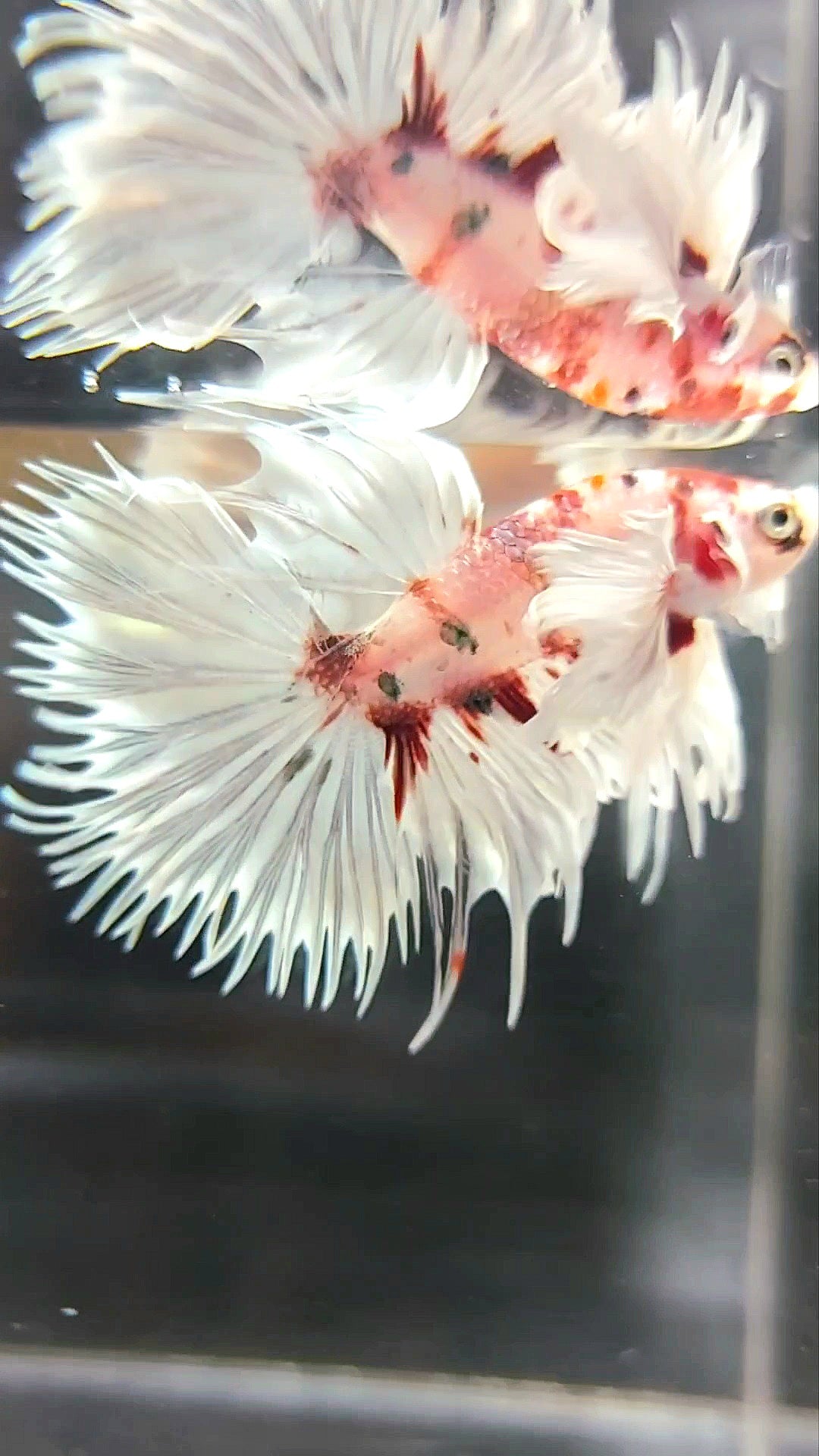 CROWNTAIL SUPER DUMBO EAR WHITE RED COPPER MULTICOLOR BETTA FISH