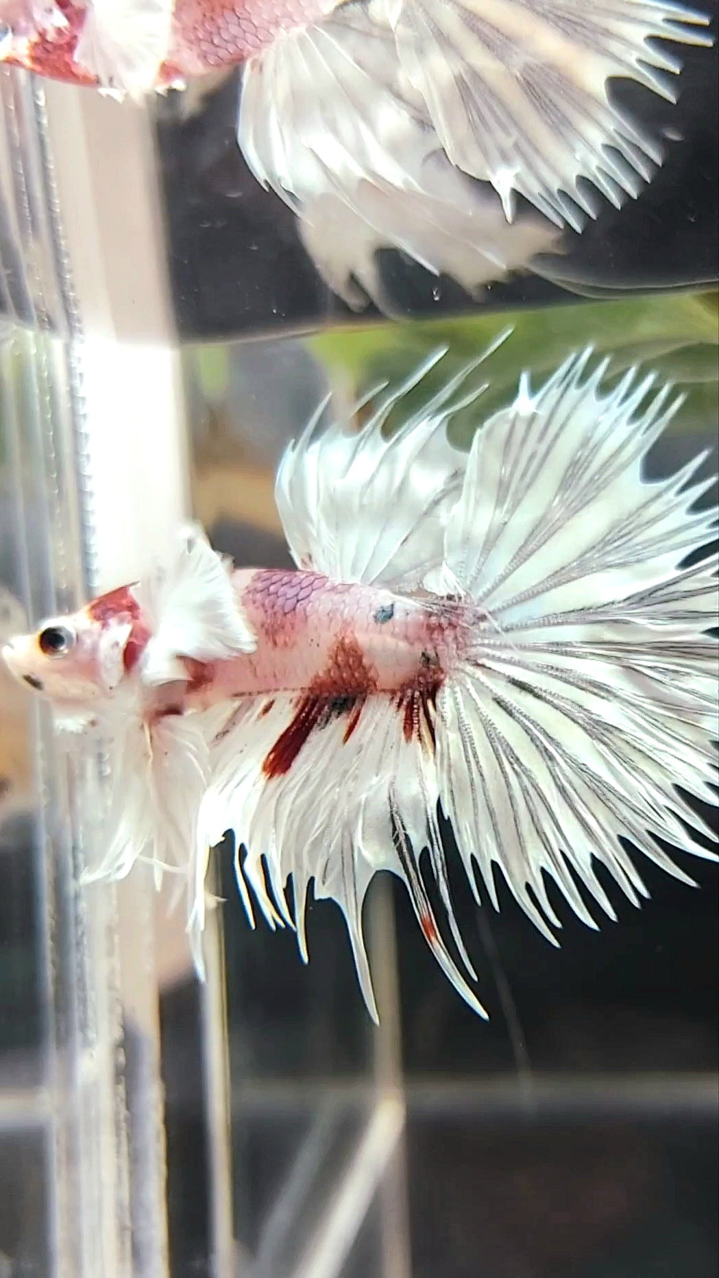 CROWNTAIL SUPER DUMBO EAR WHITE RED COPPER MULTICOLOR BETTA FISH