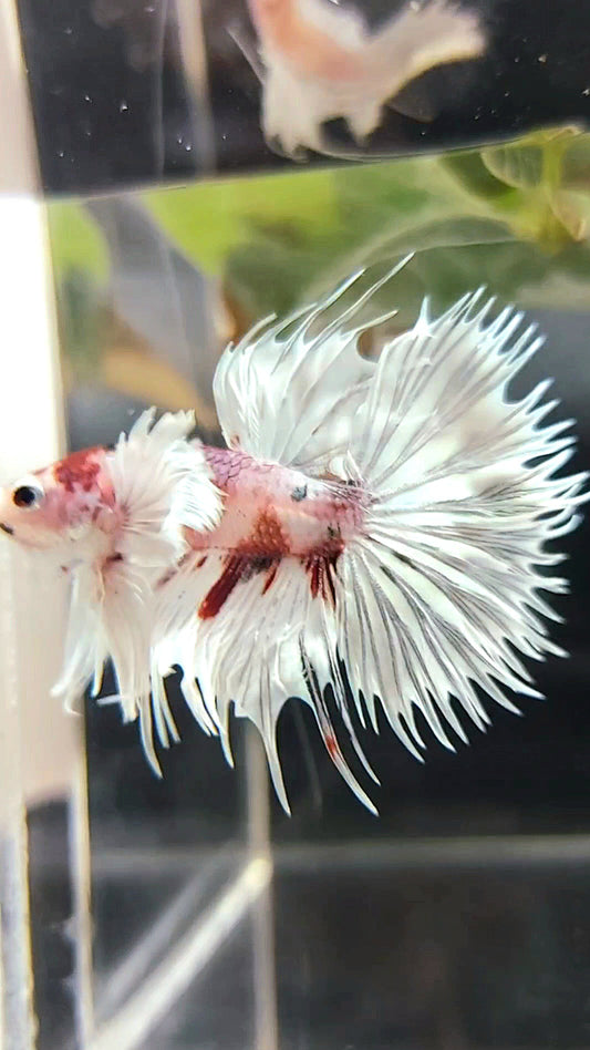 CROWNTAIL SUPER DUMBO EAR WHITE RED COPPER MULTICOLOR BETTA FISH