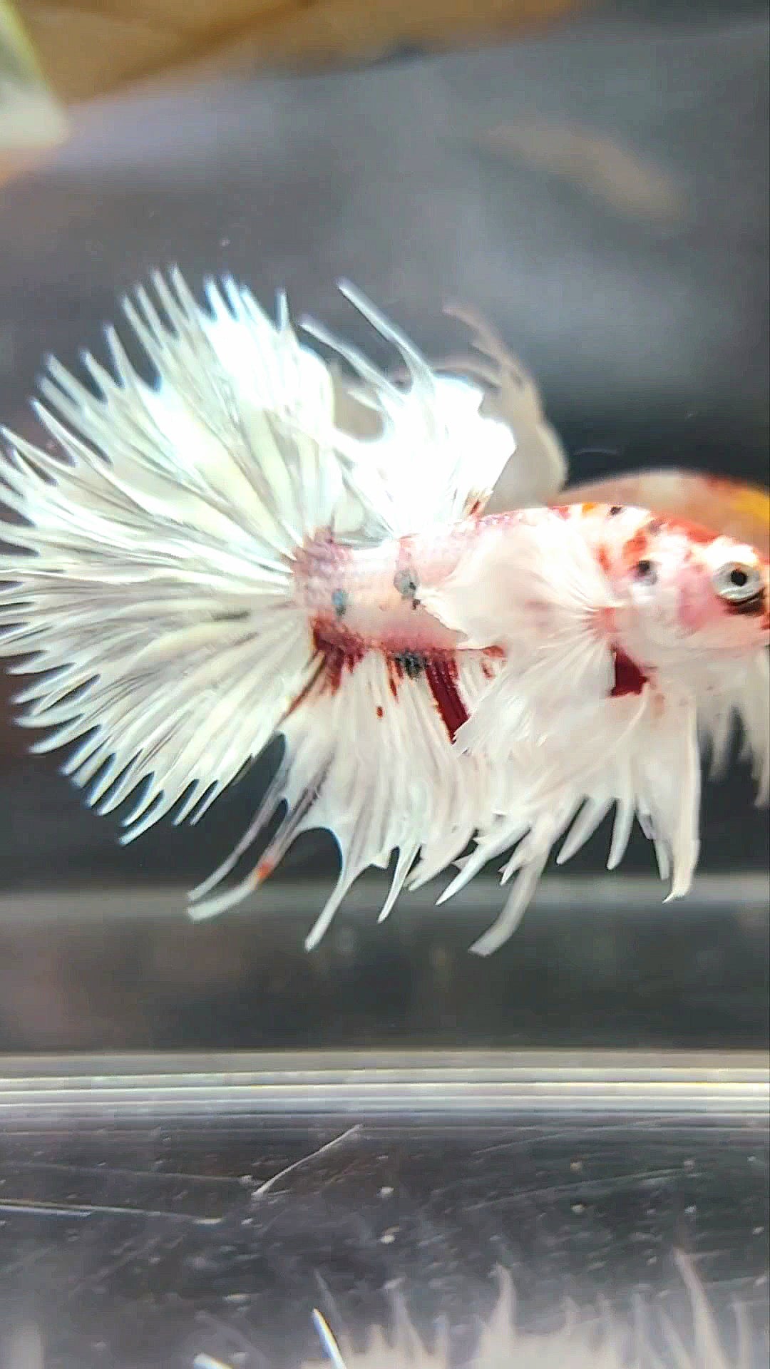 CROWNTAIL SUPER DUMBO EAR WHITE RED COPPER MULTICOLOR BETTA FISH
