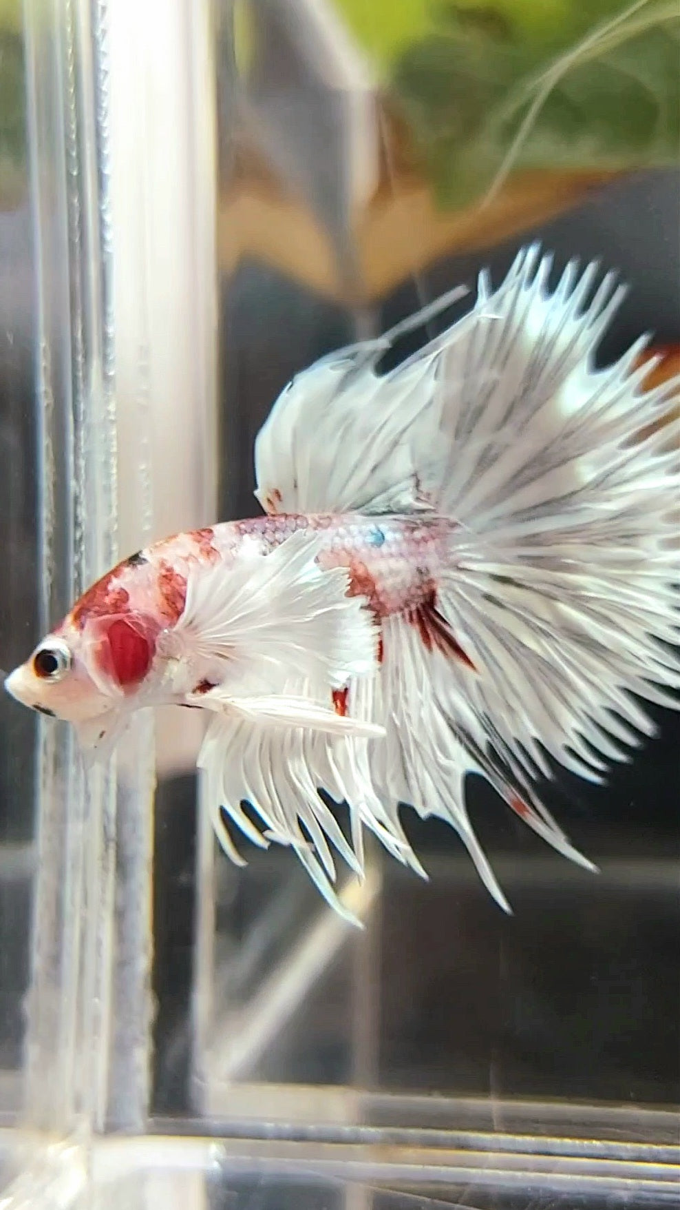 CROWNTAIL SUPER DUMBO EAR WHITE RED COPPER MULTICOLOR BETTA FISH