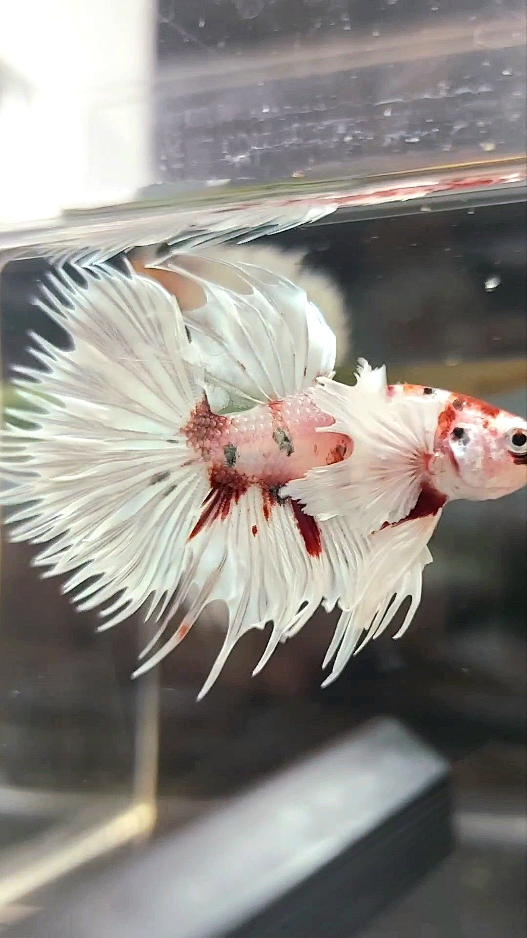 CROWNTAIL SUPER DUMBO EAR WHITE RED COPPER MULTICOLOR BETTA FISH