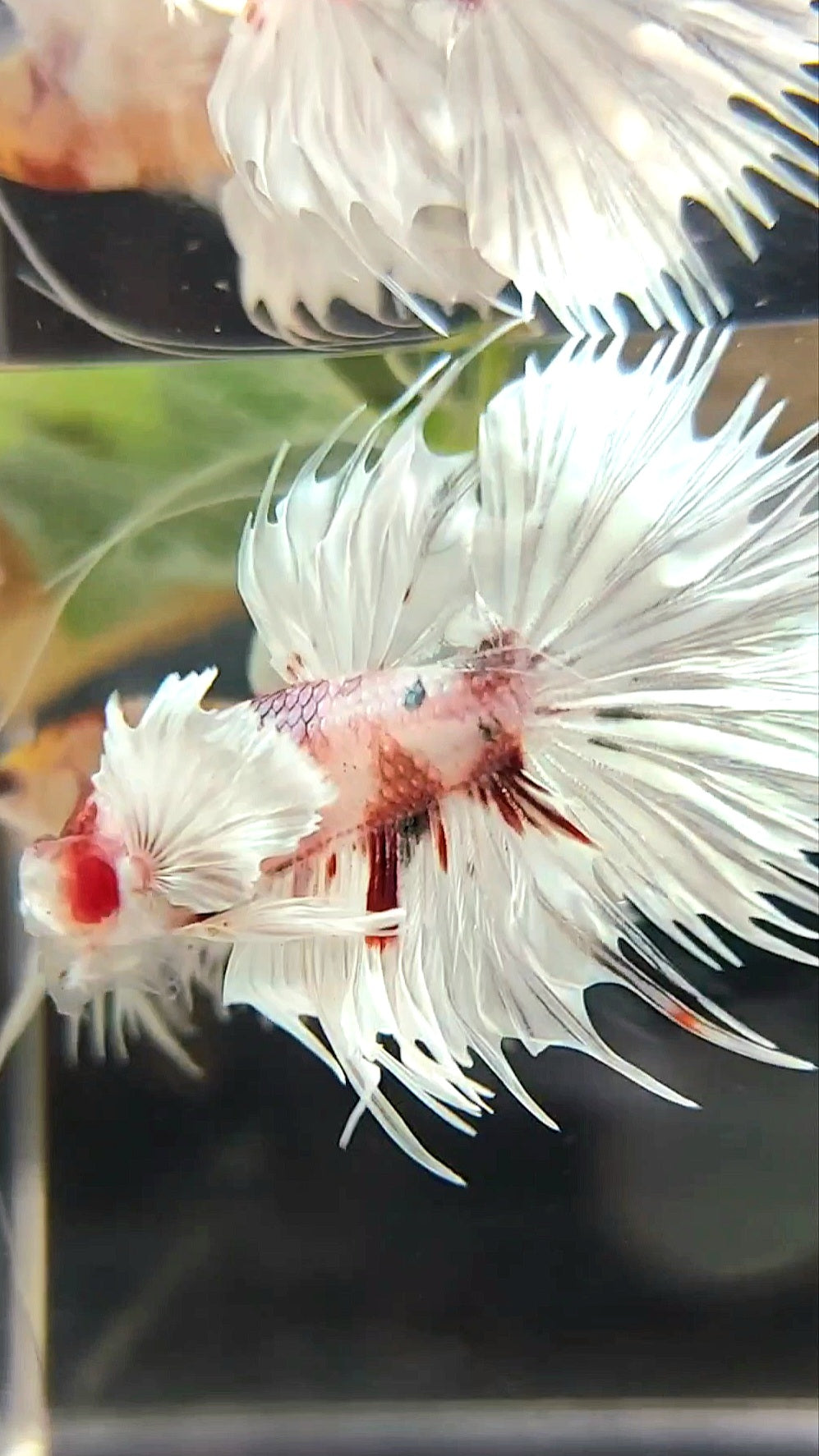 CROWNTAIL SUPER DUMBO EAR WHITE RED COPPER MULTICOLOR BETTA FISH