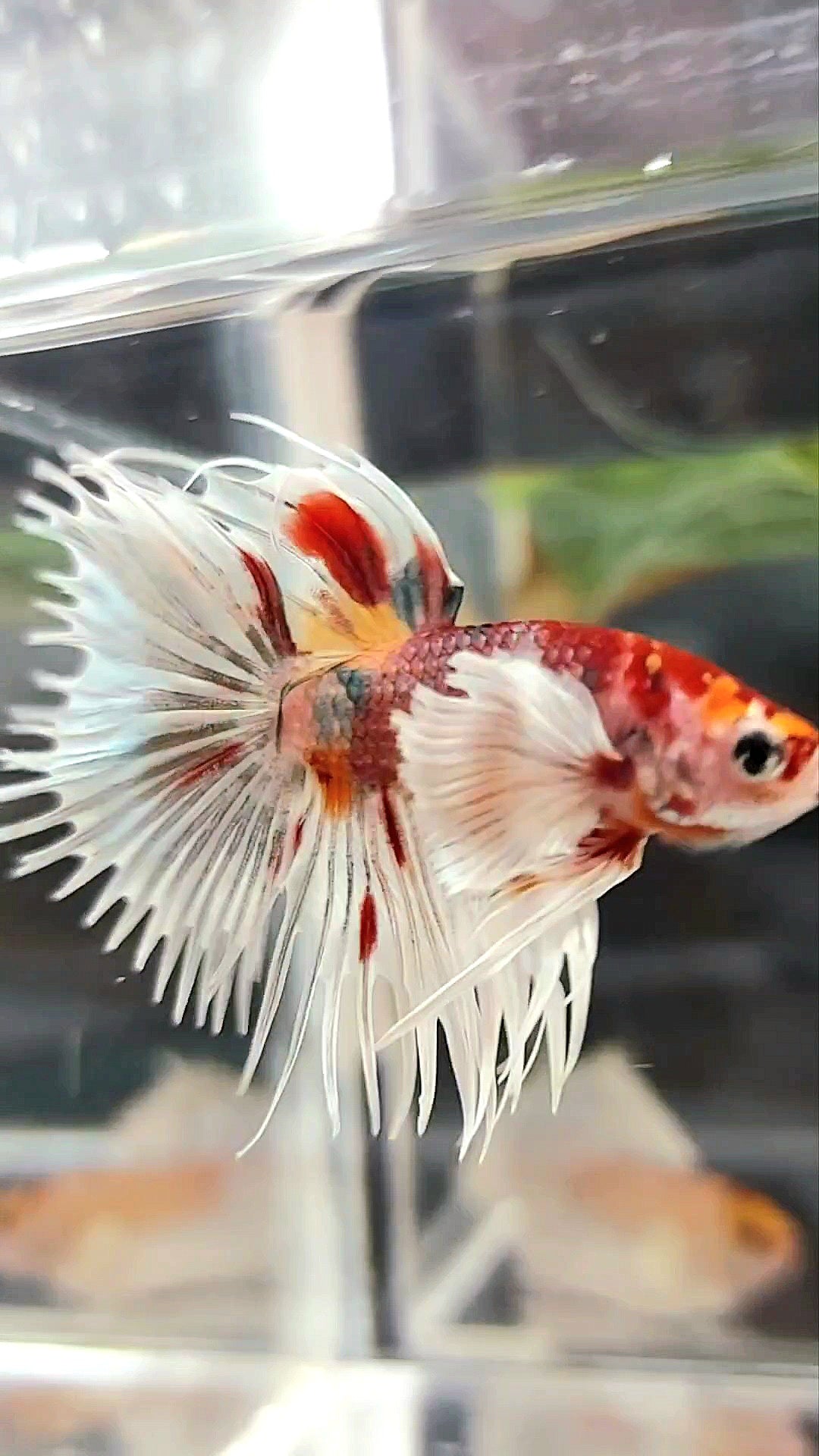 KRONENSCHWANZ SUPER DUMBO OHR ORANGE ROT KUPFER MEHRFARBIGER BETTA-FISCH