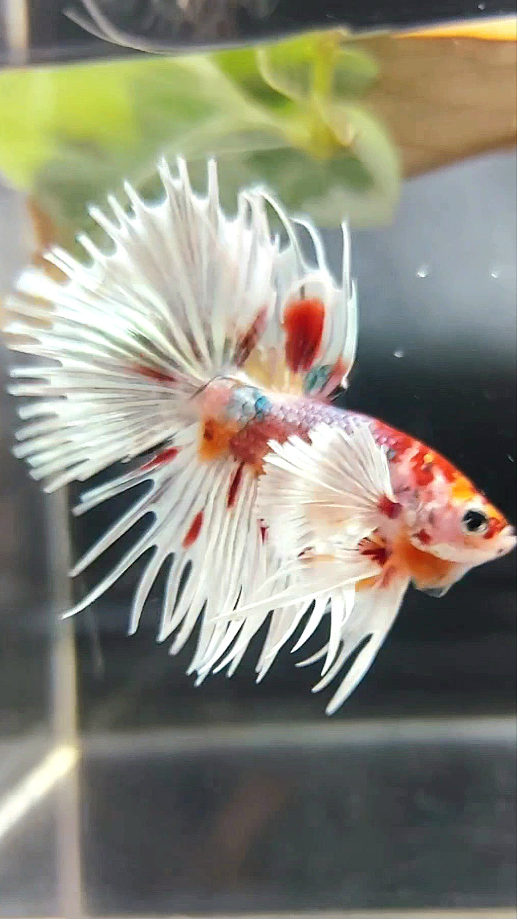KRONENSCHWANZ SUPER DUMBO OHR ORANGE ROT KUPFER MEHRFARBIGER BETTA-FISCH