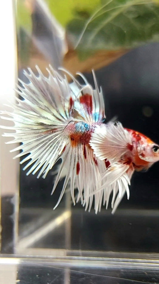 KRONENSCHWANZ SUPER DUMBO OHR ORANGE ROT KUPFER MEHRFARBIGER BETTA-FISCH