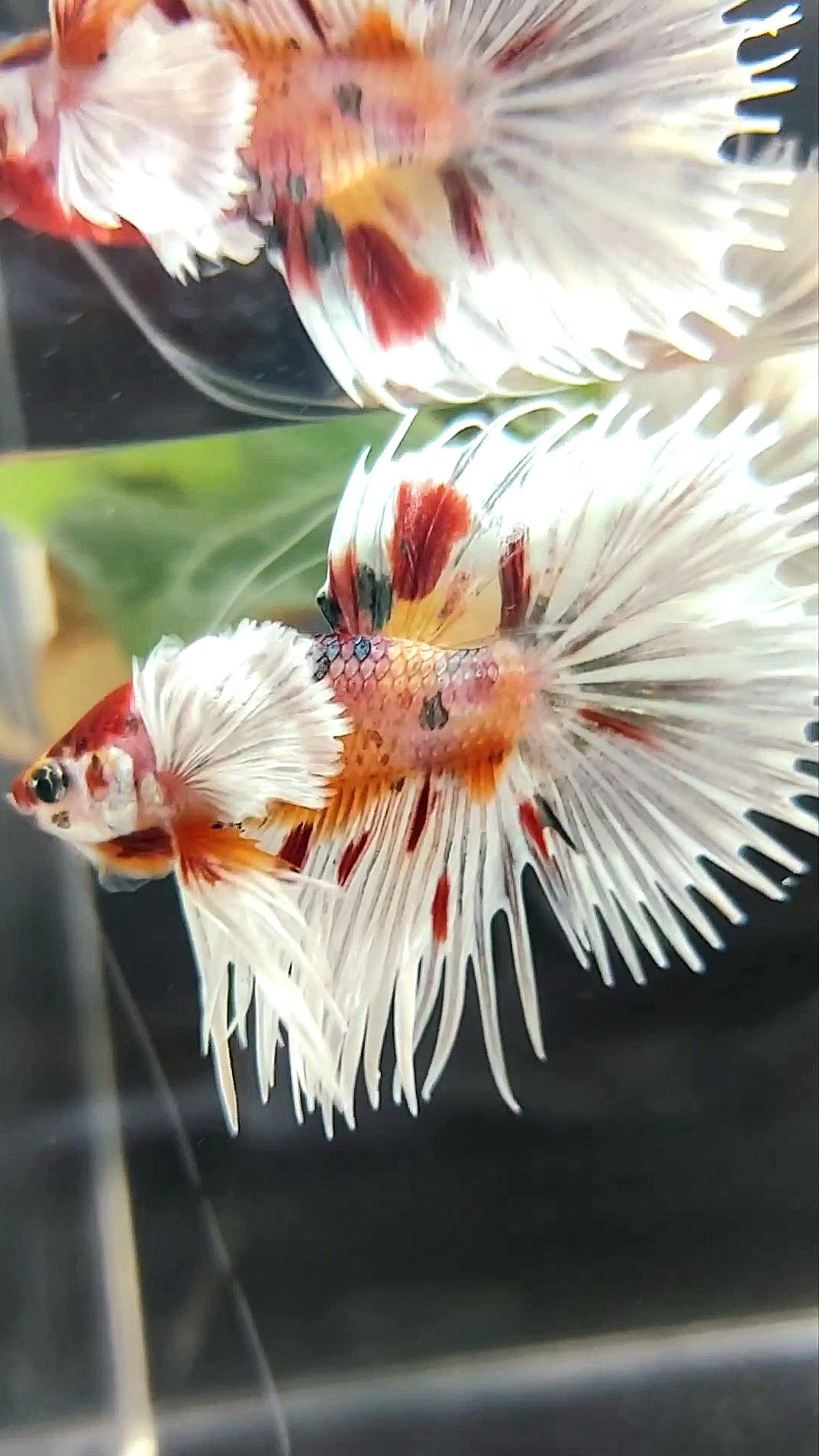 KRONENSCHWANZ SUPER DUMBO OHR ORANGE ROT KUPFER MEHRFARBIGER BETTA-FISCH