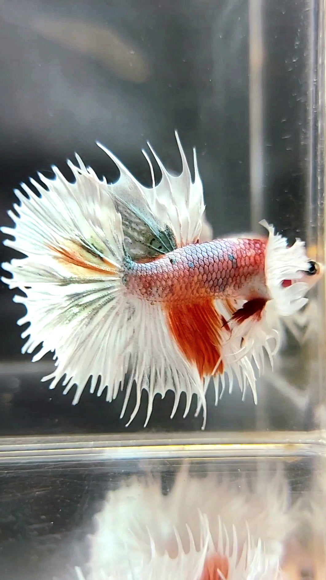 CROWNTAIL SUPER DUMBO EAR ORANGE COPPER ARMY MULTICOLOR BETTA FISH