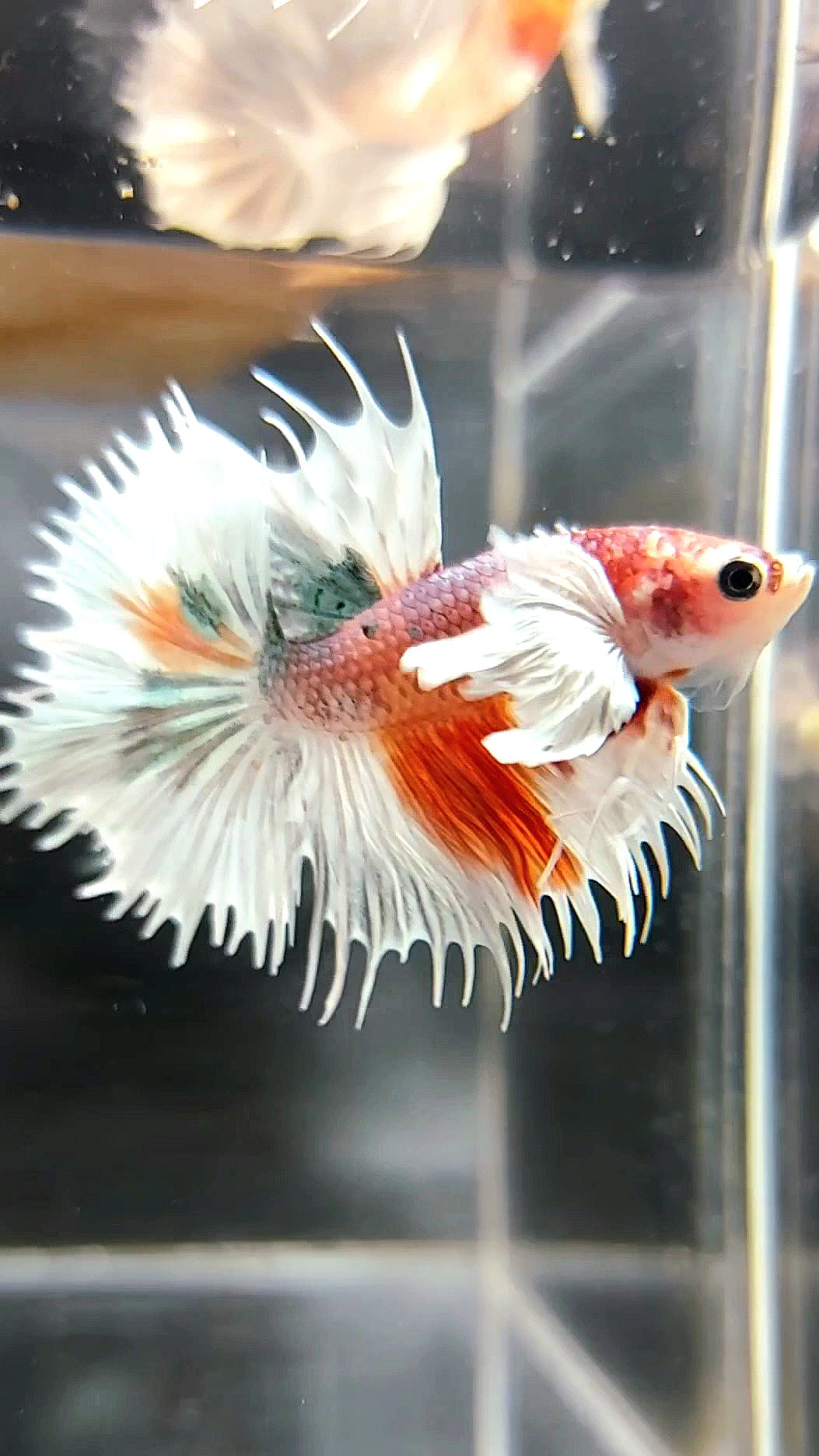 CROWNTAIL SUPER DUMBO EAR ORANGE COPPER ARMY MULTICOLOR BETTA FISH