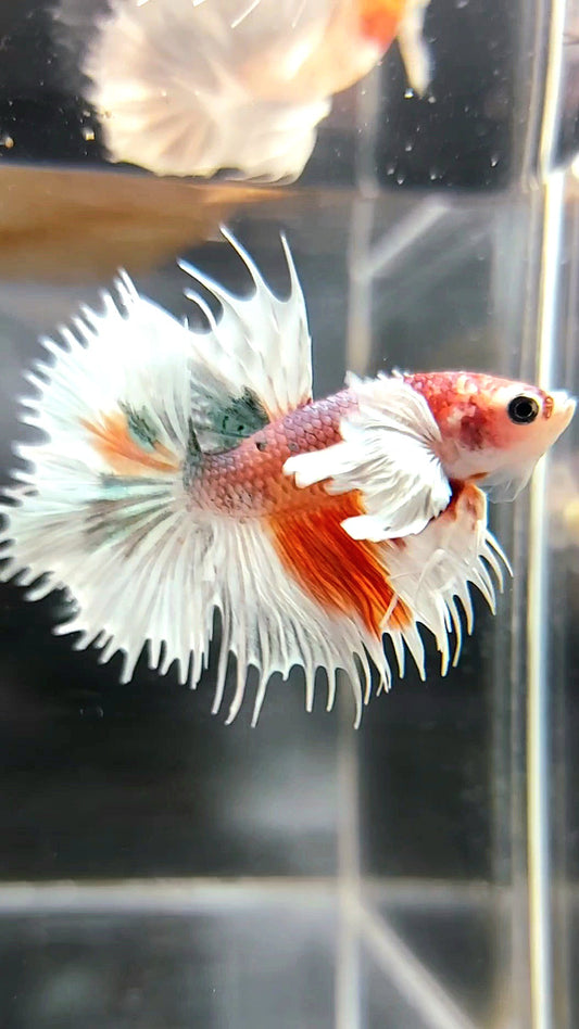 CROWNTAIL SUPER DUMBO EAR ORANGE COPPER ARMY MULTICOLOR BETTA FISH