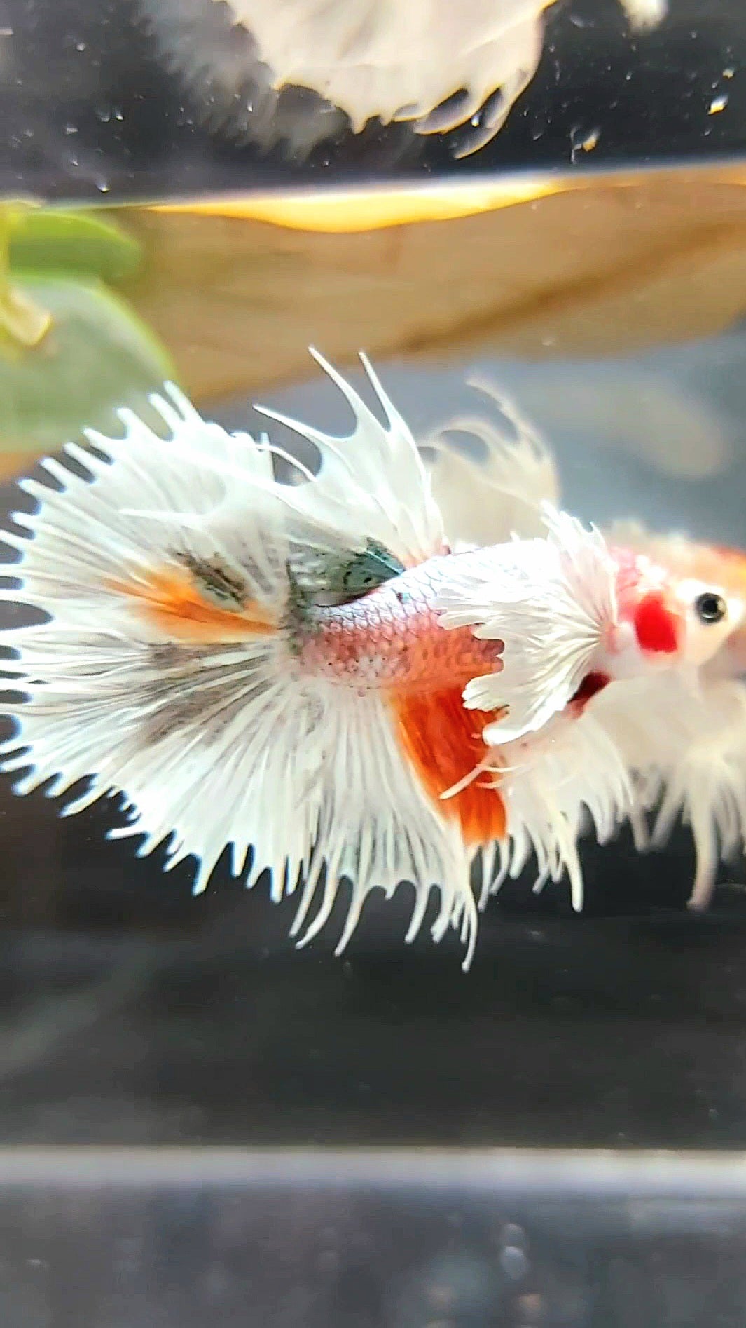 CROWNTAIL SUPER DUMBO EAR ORANGE COPPER ARMY MULTICOLOR BETTA FISH