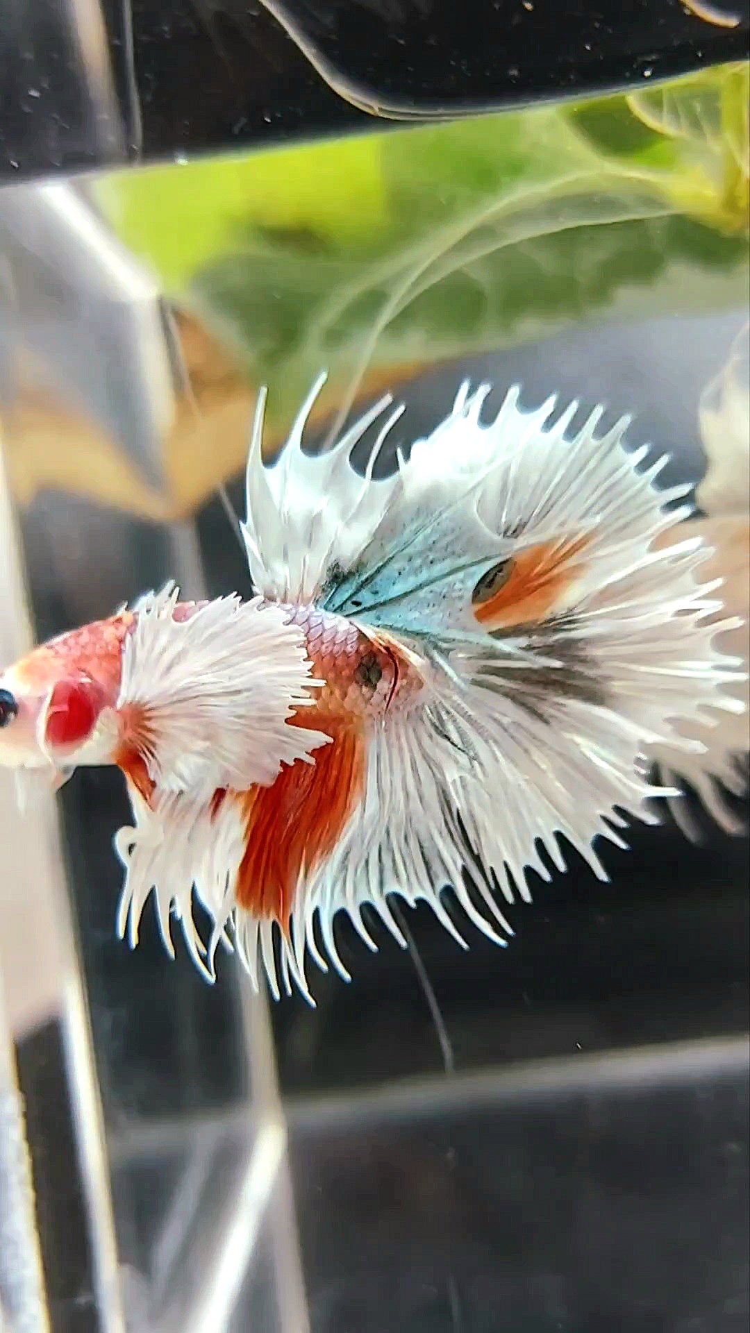 CROWNTAIL SUPER DUMBO EAR ORANGE COPPER ARMY MULTICOLOR BETTA FISH