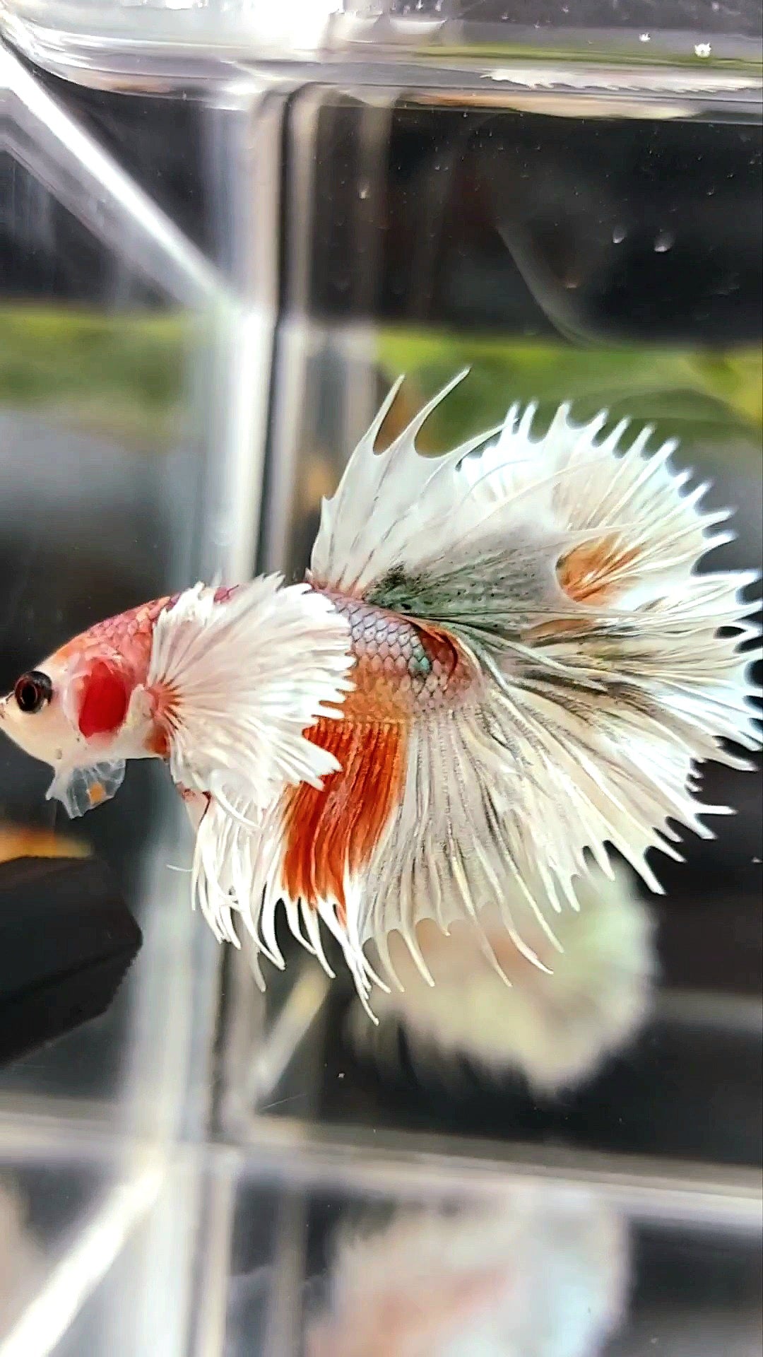 CROWNTAIL SUPER DUMBO EAR ORANGE COPPER ARMY MULTICOLOR BETTA FISH