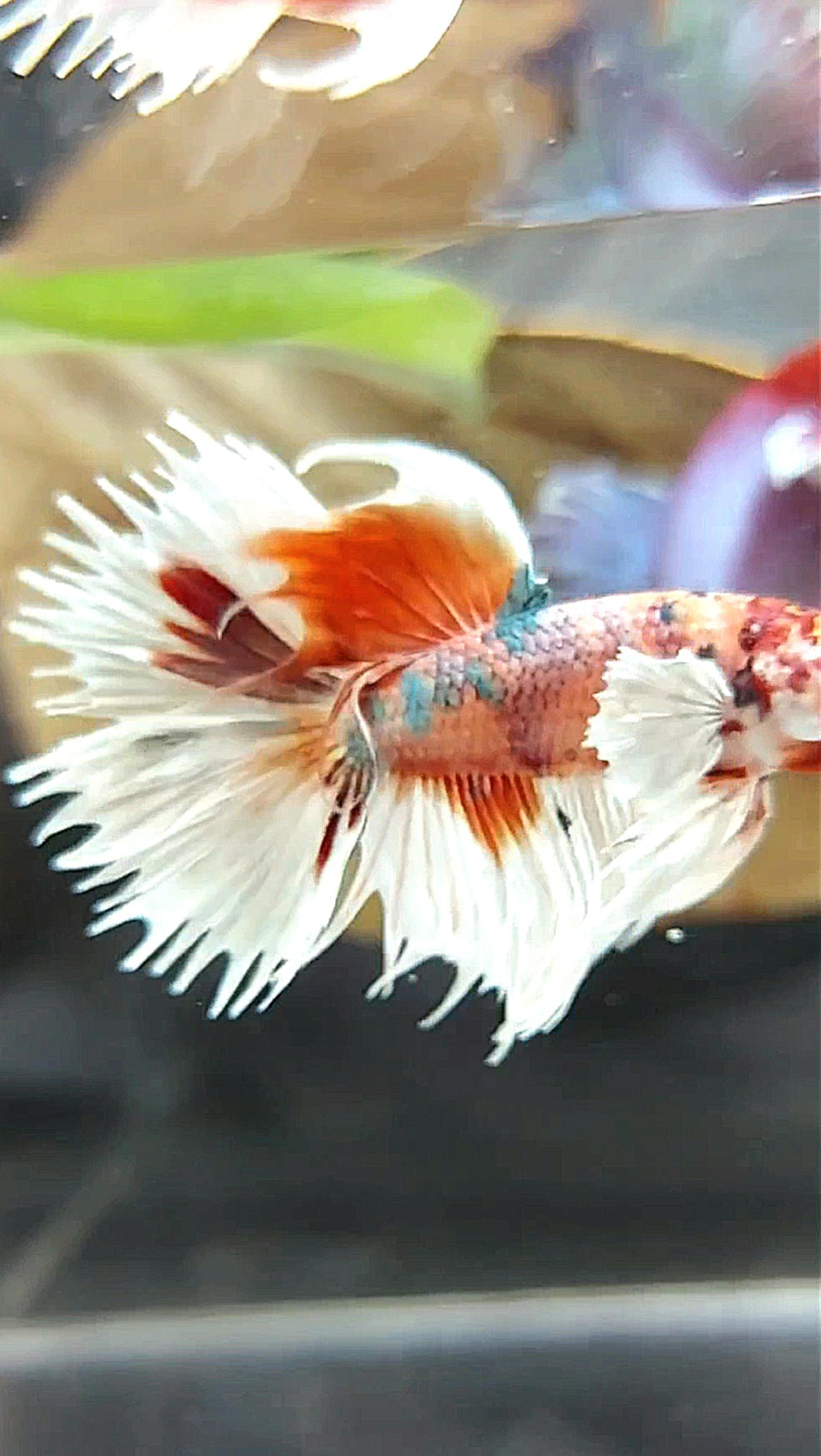 CROWNTAIL DUMBO EAR ORANGE COPPER MULTICOLOR BETTA FISH