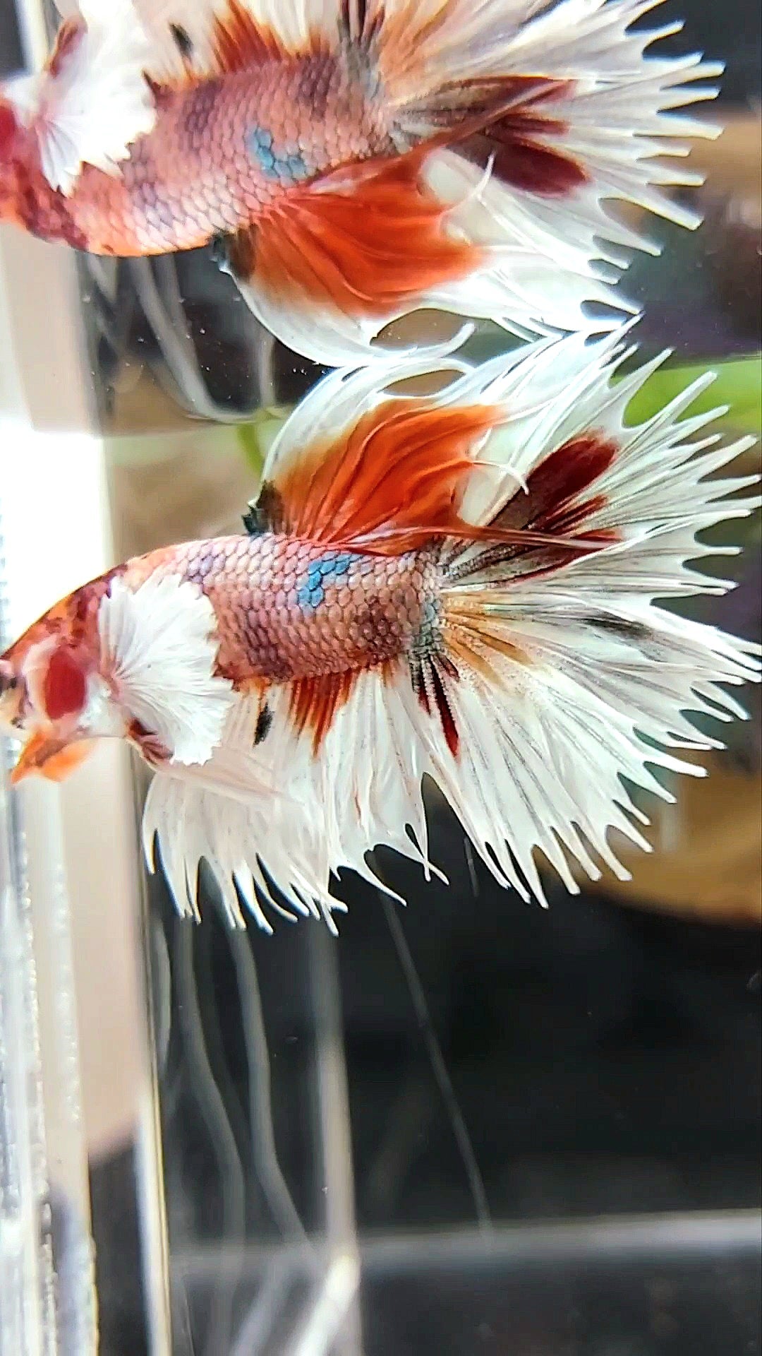 CROWNTAIL DUMBO EAR ORANGE COPPER MULTICOLOR BETTA FISH