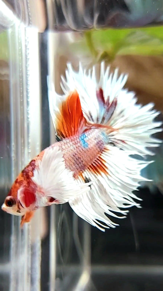 CROWNTAIL DUMBO EAR ORANGE COPPER MULTICOLOR BETTA FISH