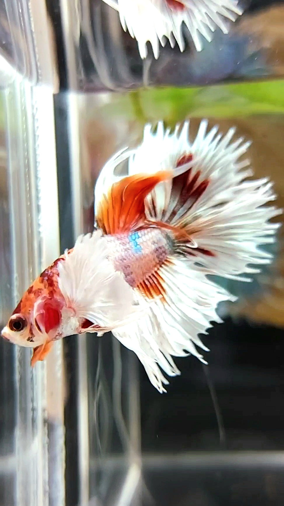 CROWNTAIL DUMBO EAR ORANGE COPPER MULTICOLOR BETTA FISH