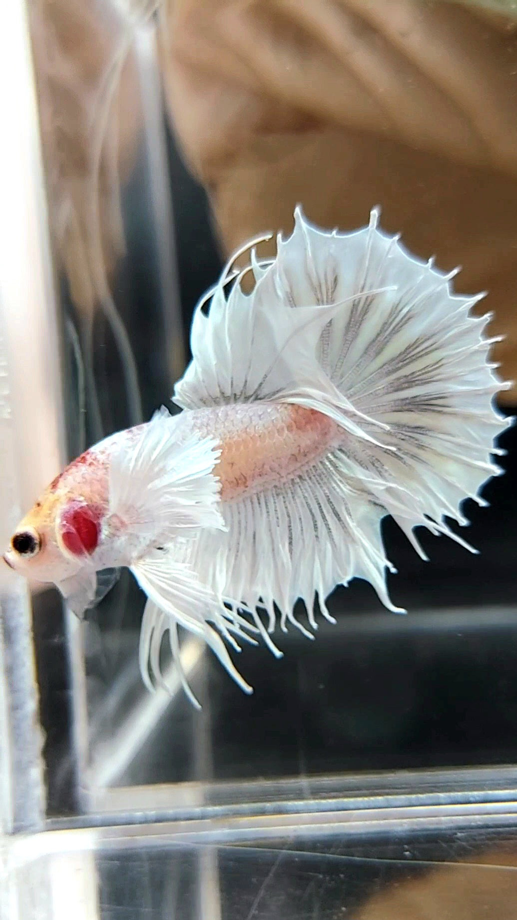 CROWNTAIL DUMBO EAR WHITE YELLOW HEAD BETTA FISH