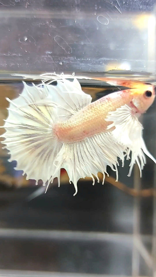 CROWNTAIL DUMBO EAR WHITE YELLOW HEAD BETTA FISH