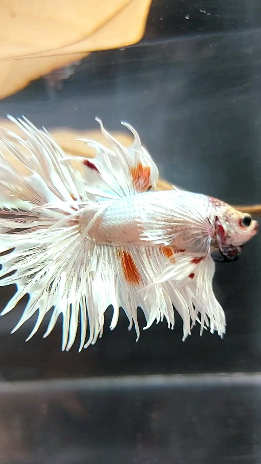 KING CROWNTAIL SUPER DUMBO EAR WHITE ORANGE WASH COPPER PREMIUM BETTA FISH
