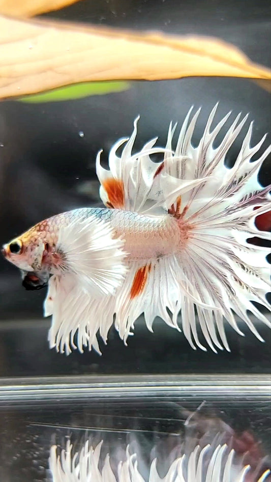 KING CROWNTAIL SUPER DUMBO EAR WHITE ORANGE WASH COPPER PREMIUM BETTA FISH