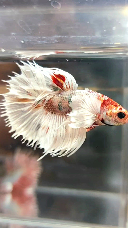 CROWNTAIL DUMBO EAR WHITE COPPER MULTICOLOR BETTA FISH