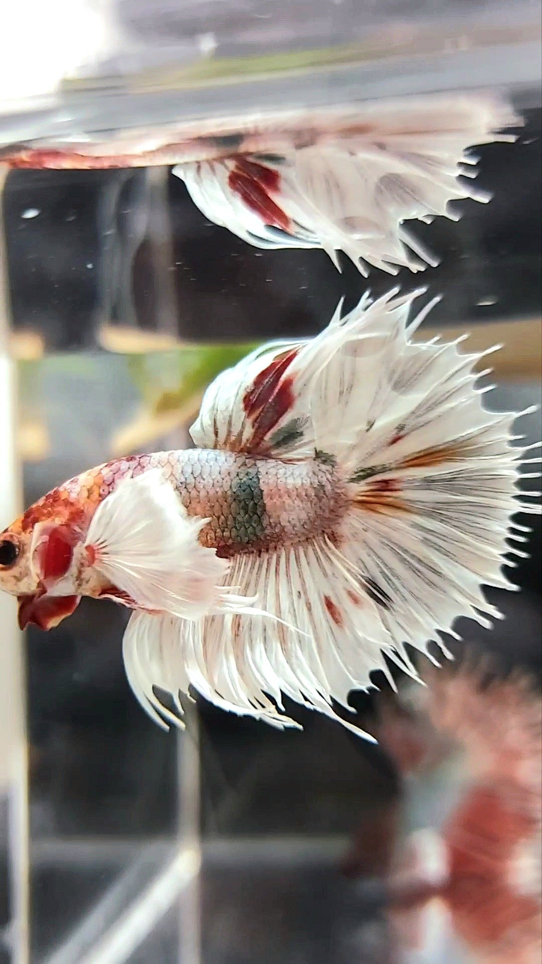 CROWNTAIL DUMBO EAR WHITE COPPER MULTICOLOR BETTA FISH