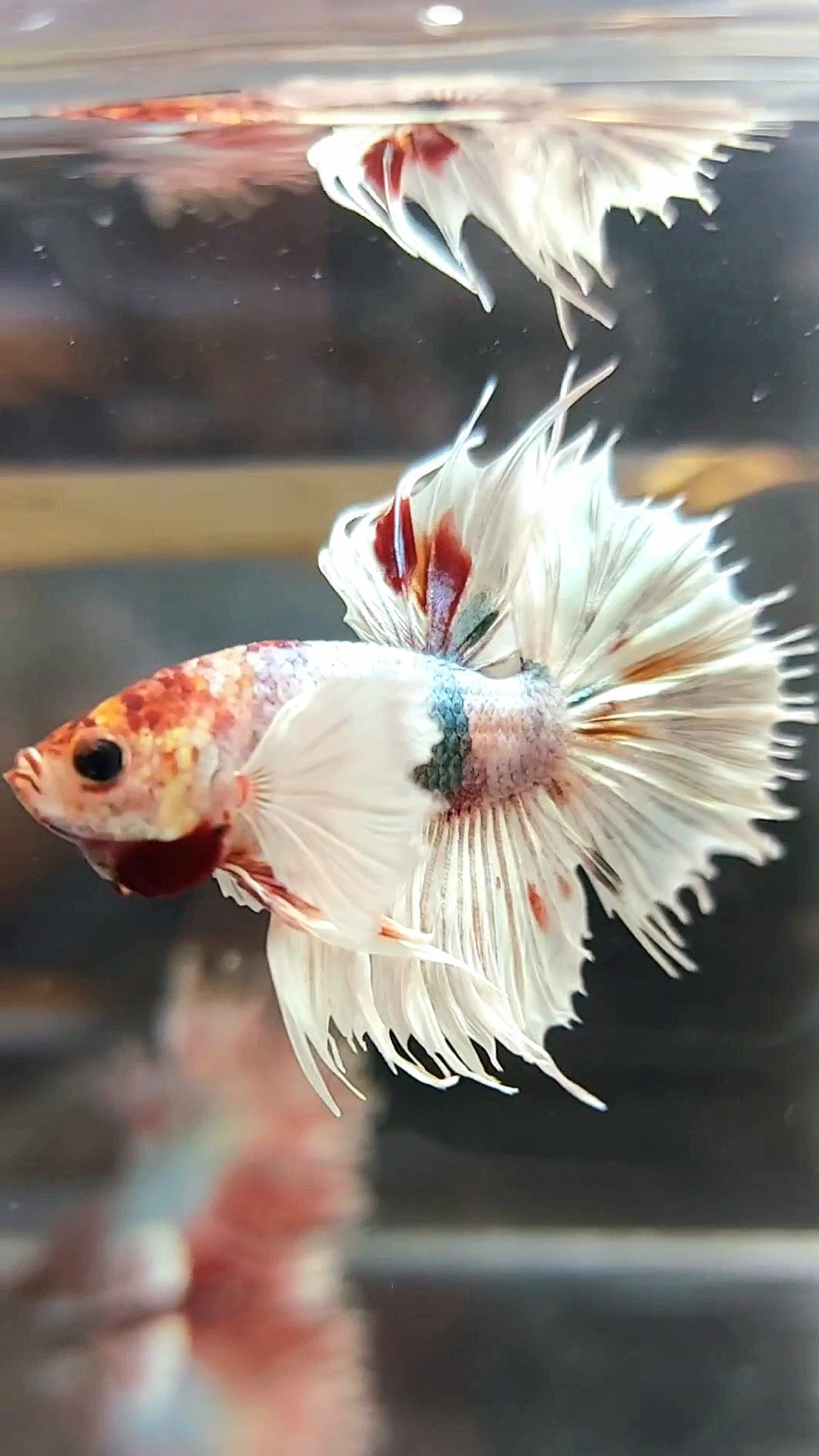 CROWNTAIL DUMBO EAR WHITE COPPER MULTICOLOR BETTA FISH