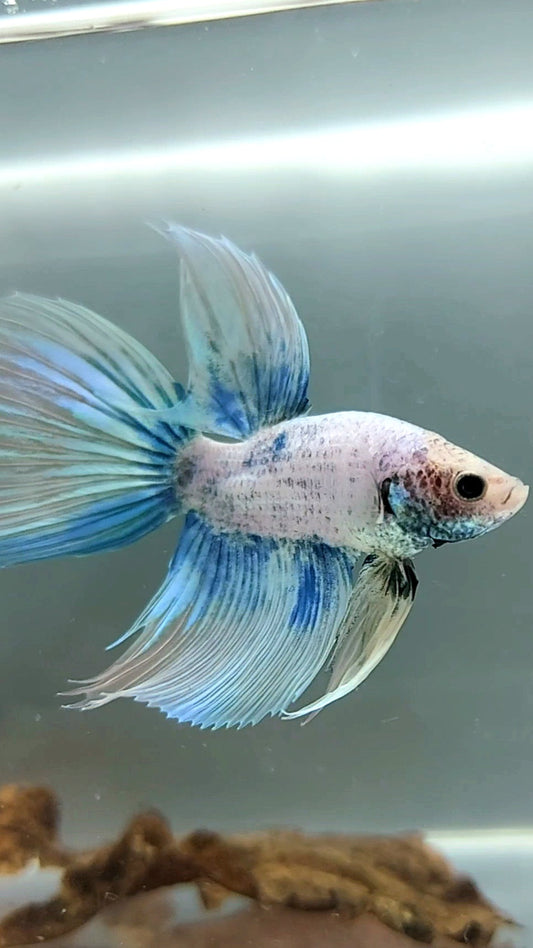 SCHLEIERSCHWANZ BLAUER GRIZZLE BETTA-FISCH