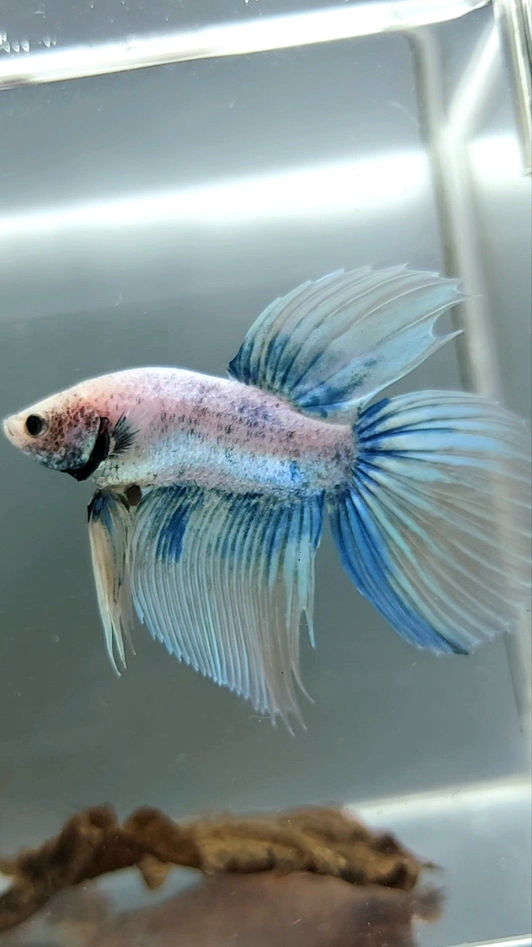 SCHLEIERSCHWANZ BLAUER GRIZZLE BETTA-FISCH