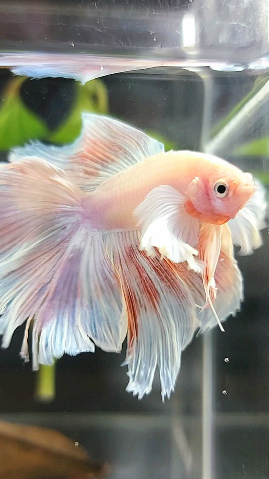 HALFMOON DOUBLE TAIL SUPER DUMBO EAR PINK LIGHT PREMIUM BETTA FISH