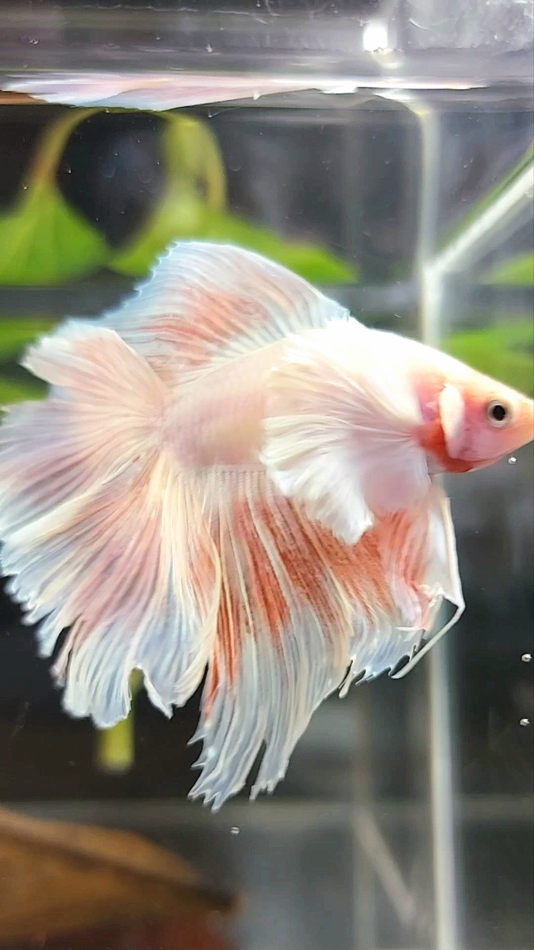 HALFMOON DOUBLE TAIL SUPER DUMBO EAR PINK LIGHT PREMIUM BETTA FISH