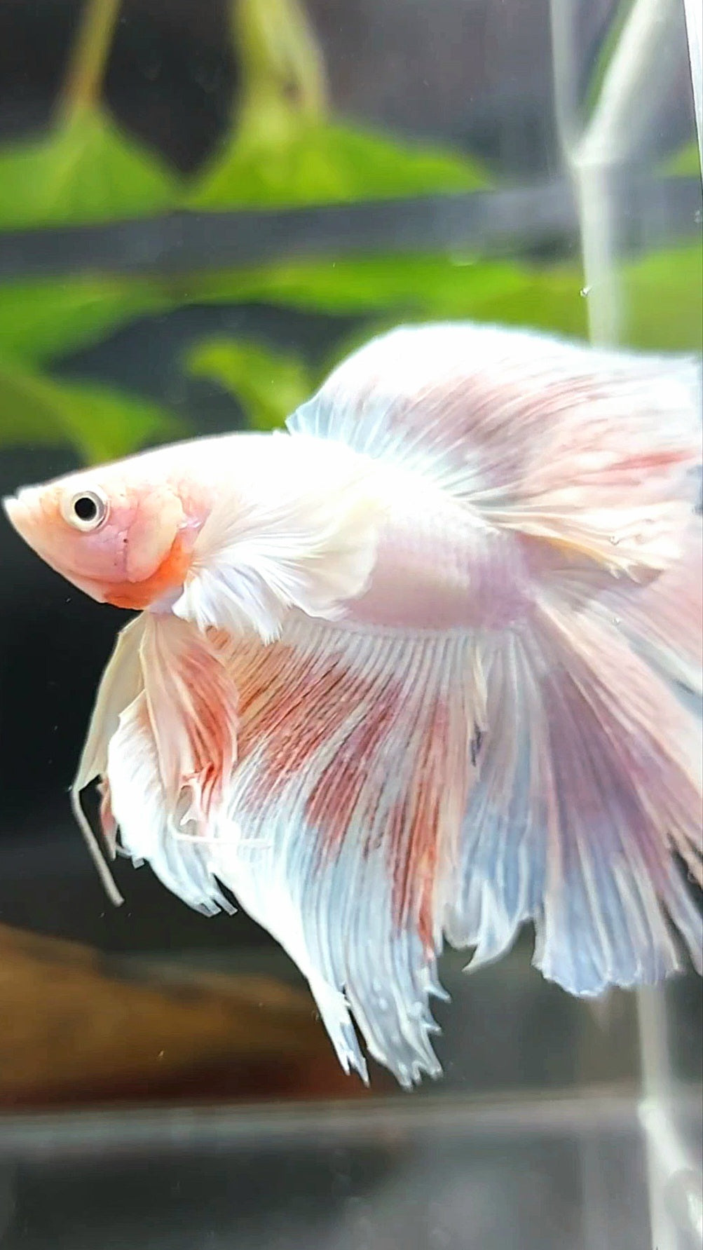 HALFMOON DOUBLE TAIL SUPER DUMBO EAR PINK LIGHT PREMIUM BETTA FISH