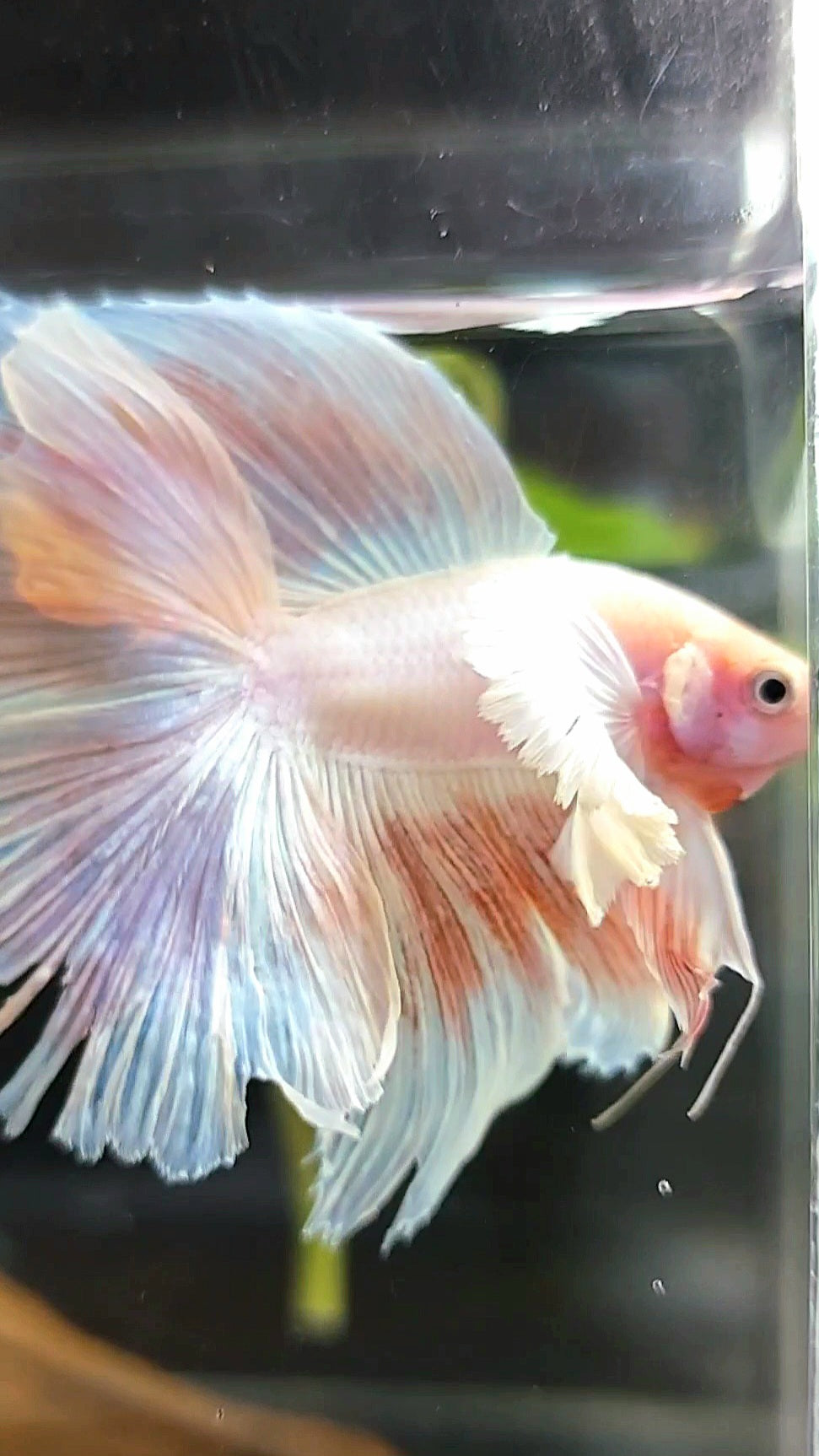 HALFMOON DOUBLE TAIL SUPER DUMBO EAR PINK LIGHT PREMIUM BETTA FISH