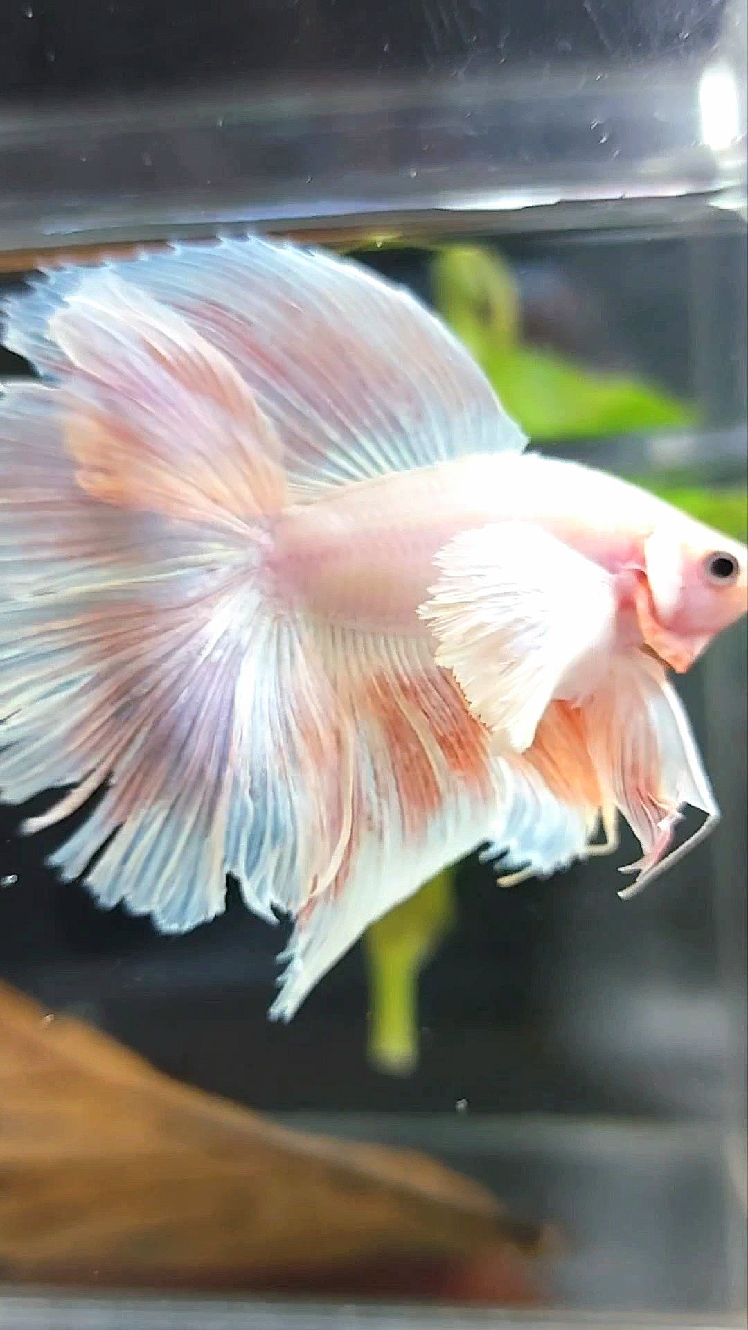 HALFMOON DOUBLE TAIL SUPER DUMBO EAR PINK LIGHT PREMIUM BETTA FISH
