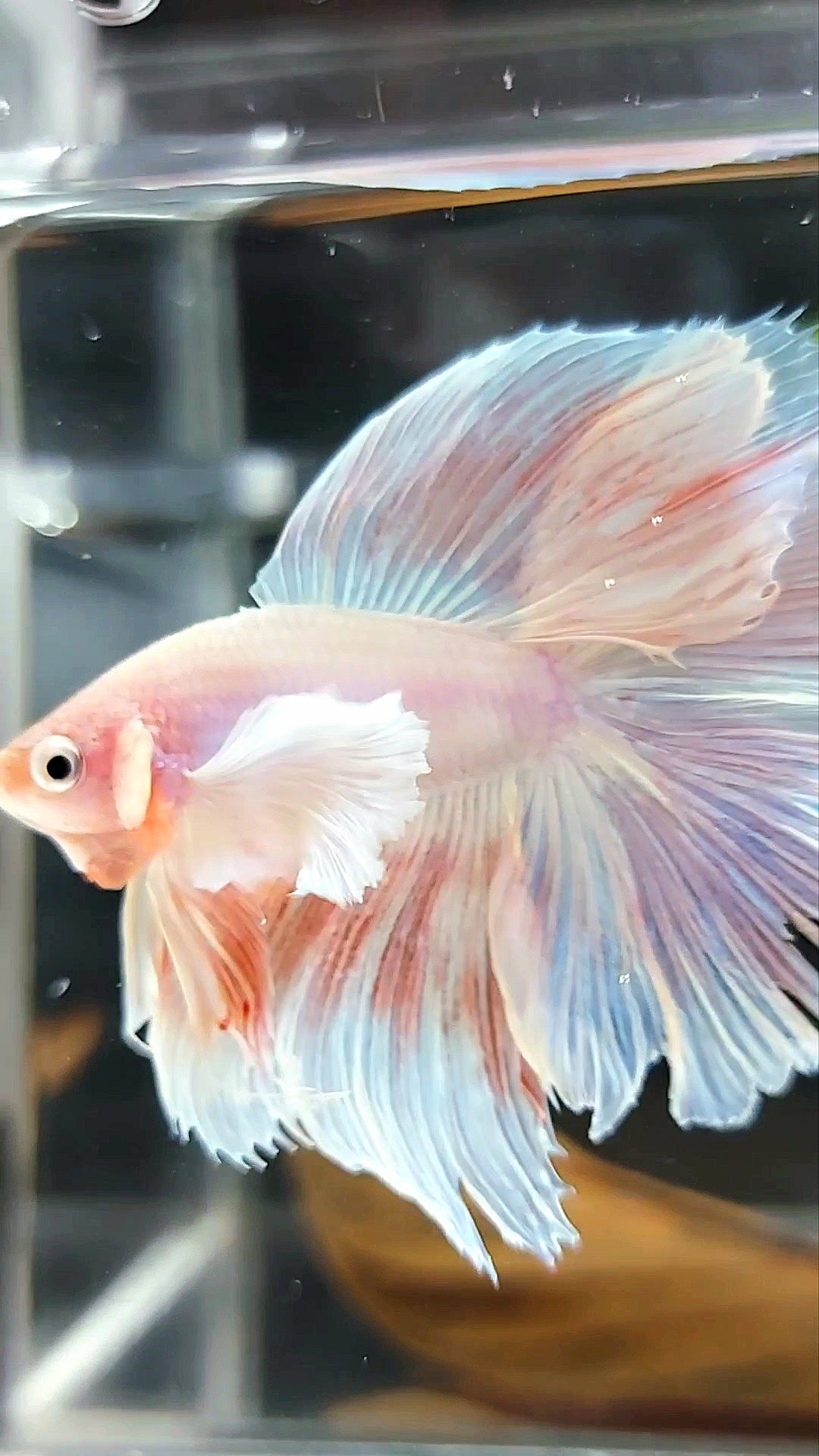 HALFMOON DOUBLE TAIL SUPER DUMBO EAR PINK LIGHT PREMIUM BETTA FISH