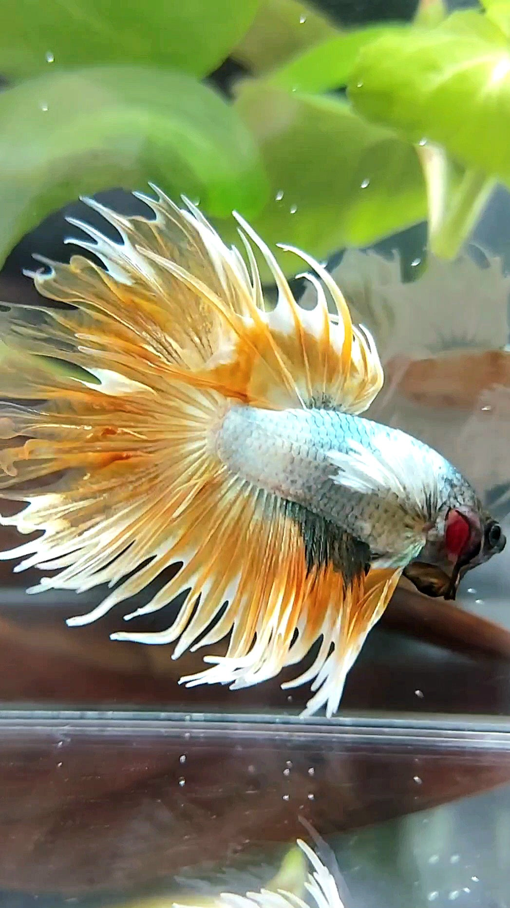 CROWNTAIL DUMBO EAR SUPER GOLDEN COPPER WASH PREMIUM BETTA FISH