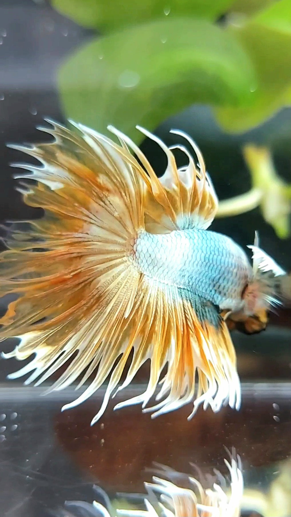 CROWNTAIL DUMBO EAR SUPER GOLDEN COPPER WASH PREMIUM BETTA FISH