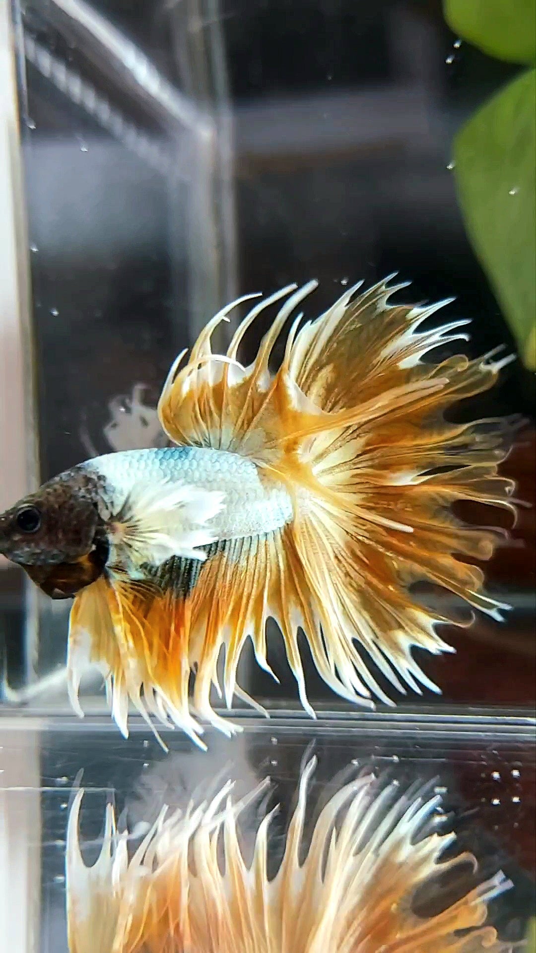 CROWNTAIL DUMBO EAR SUPER GOLDEN COPPER WASH PREMIUM BETTA FISH