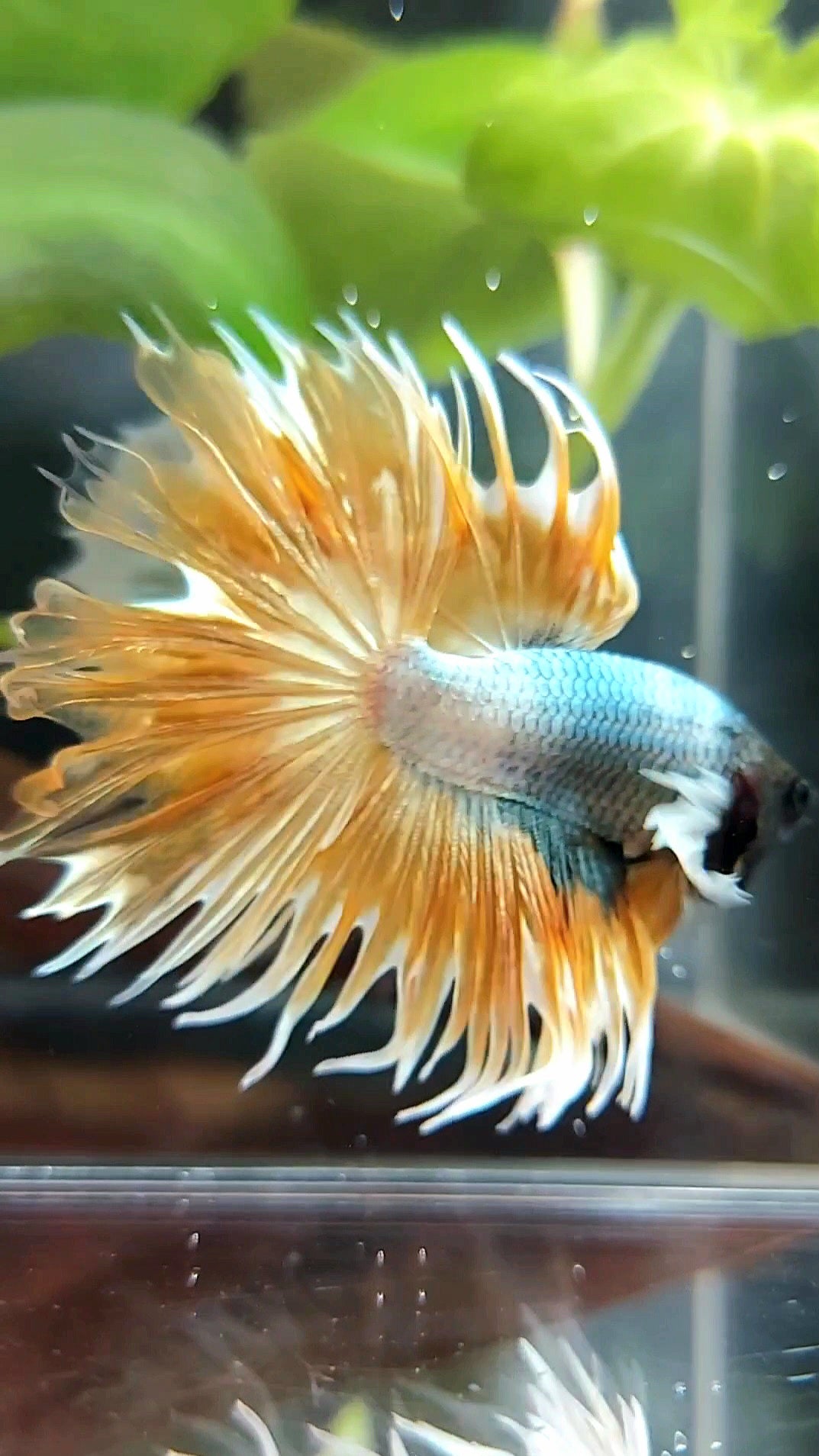 CROWNTAIL DUMBO EAR SUPER GOLDEN COPPER WASH PREMIUM BETTA FISH