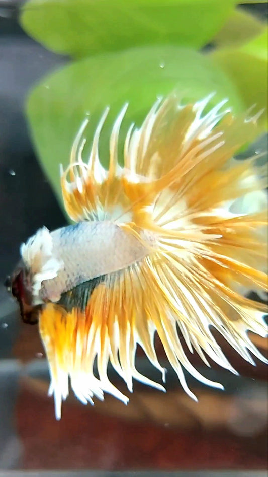 CROWNTAIL DUMBO EAR SUPER GOLDEN COPPER WASH PREMIUM BETTA FISH